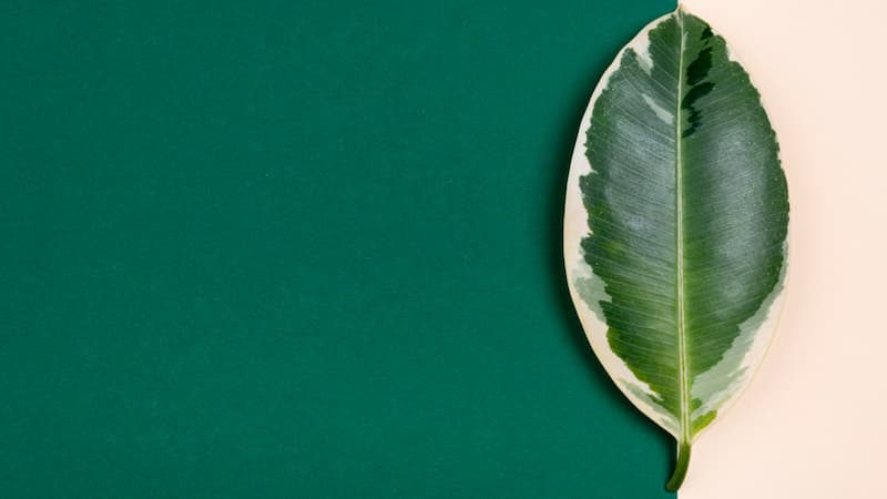 Arredare con il verde foresta: il colore che dà profondità e stile agli interni
